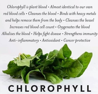 NOW Liquid Chlorophyll 16oz